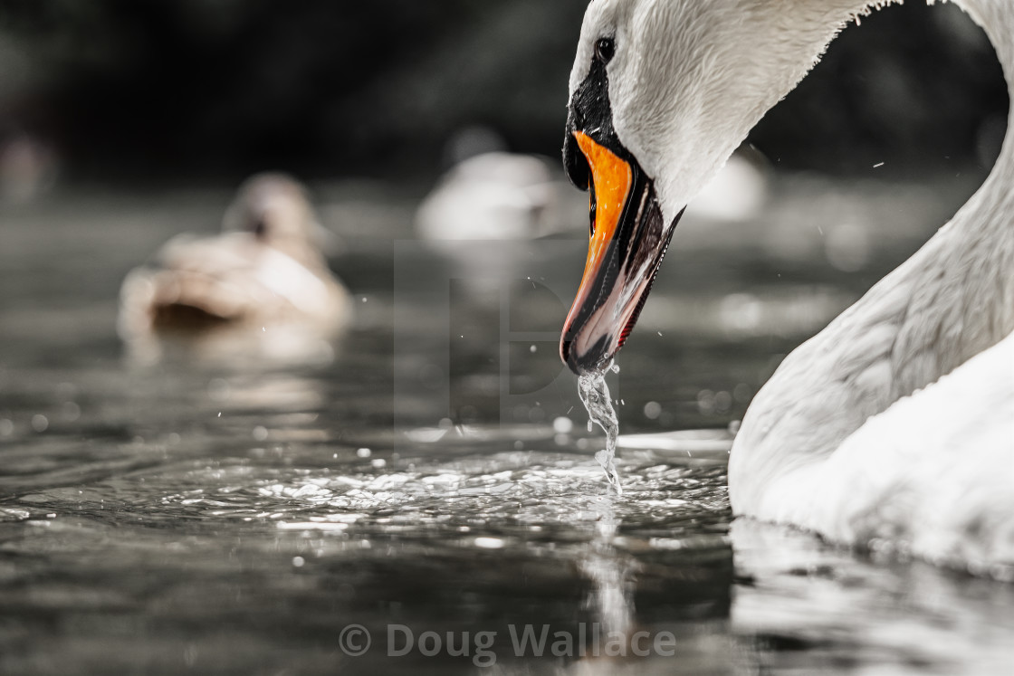 "A swan taking a drink." stock image