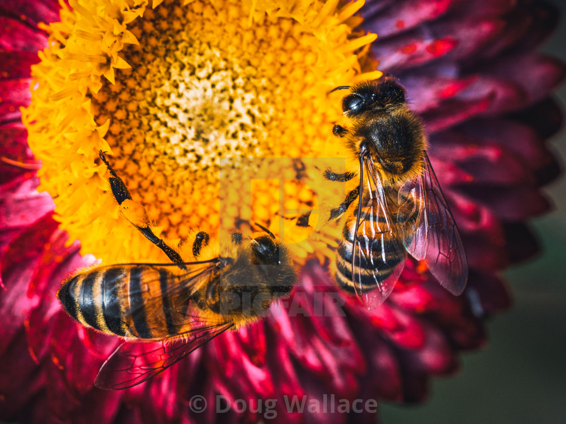 "Honeybees in macro." stock image