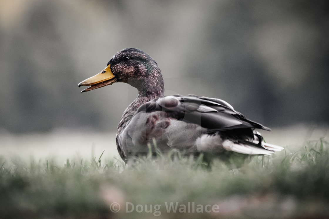 "Mallard Duck from Cherry Hinton Hall, Cambridge UK." stock image