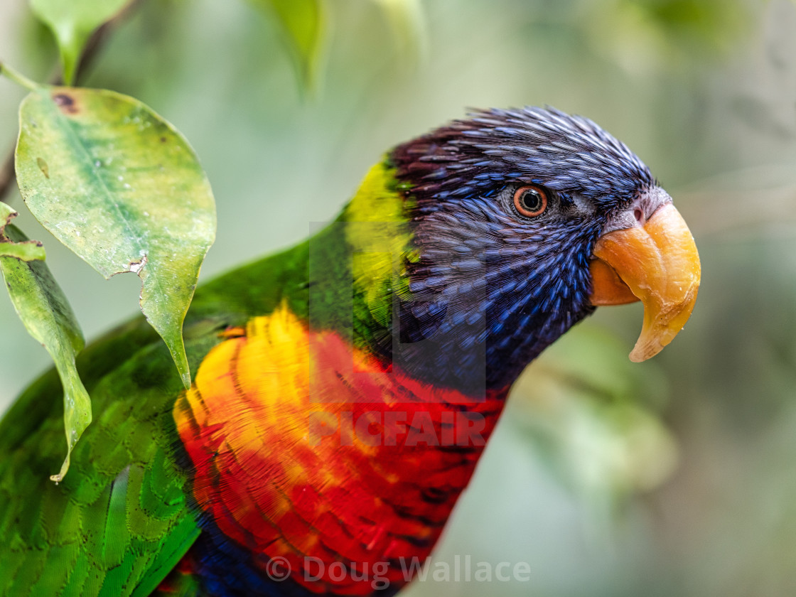 "Macaw from Colchester Zoo." stock image