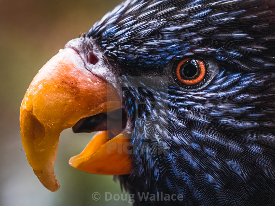 "Macaw from Colchester Zoo." stock image