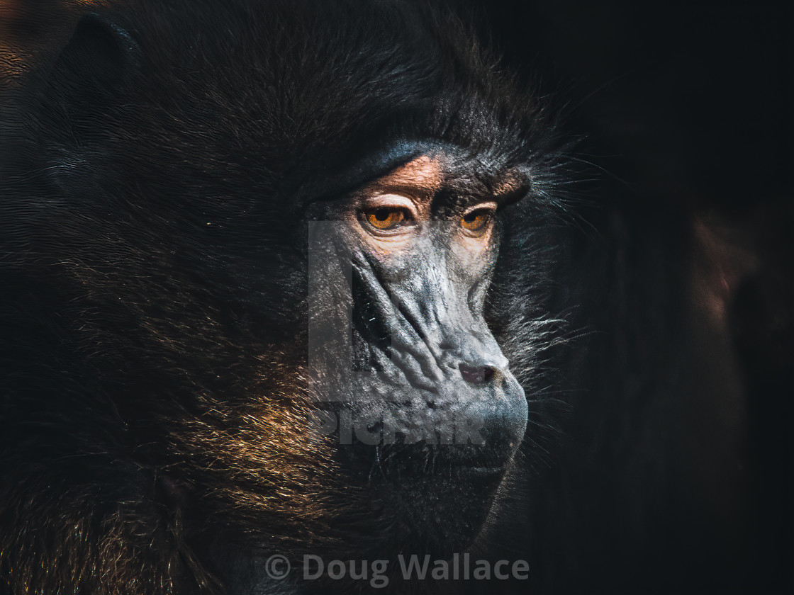 "Gelada baboon, Colchester Zoo." stock image