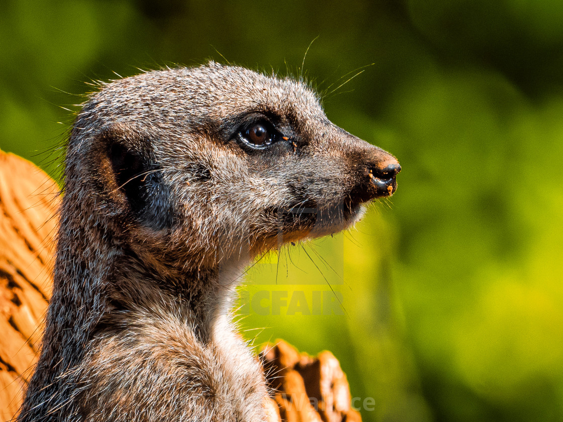 "Meerkat, Colchester Zoo." stock image