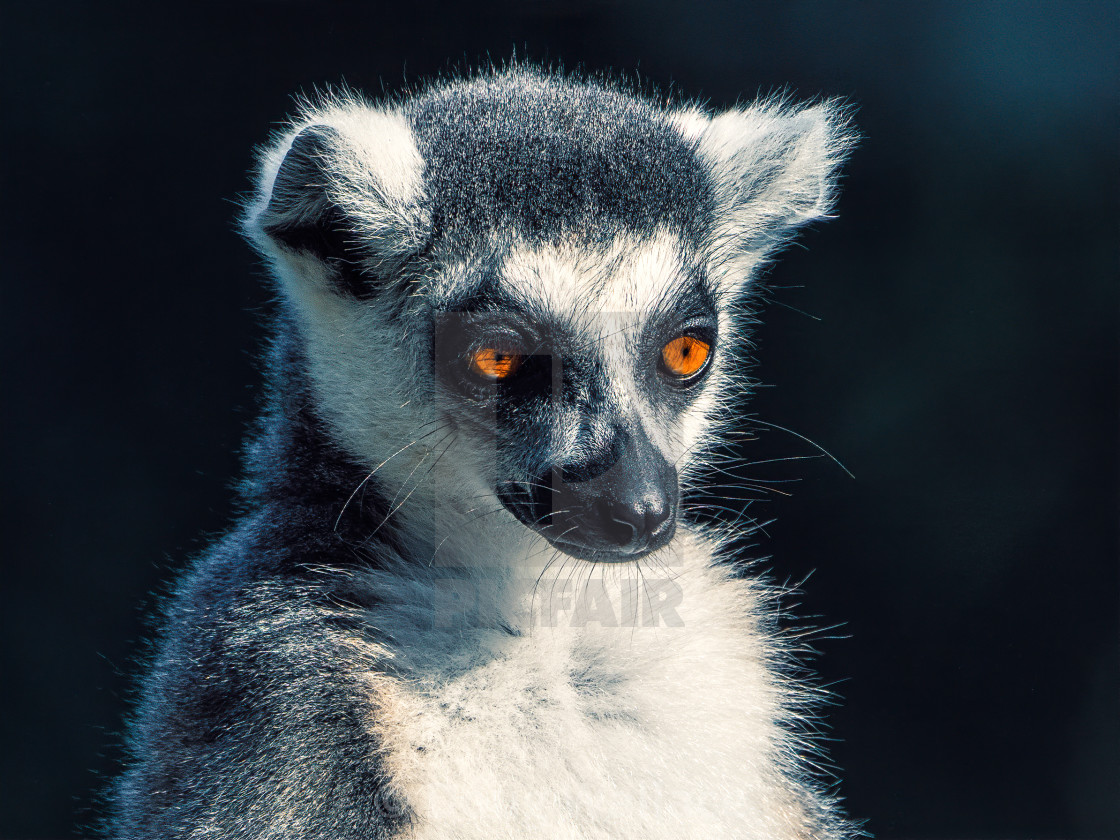 "A Lemur portrait." stock image