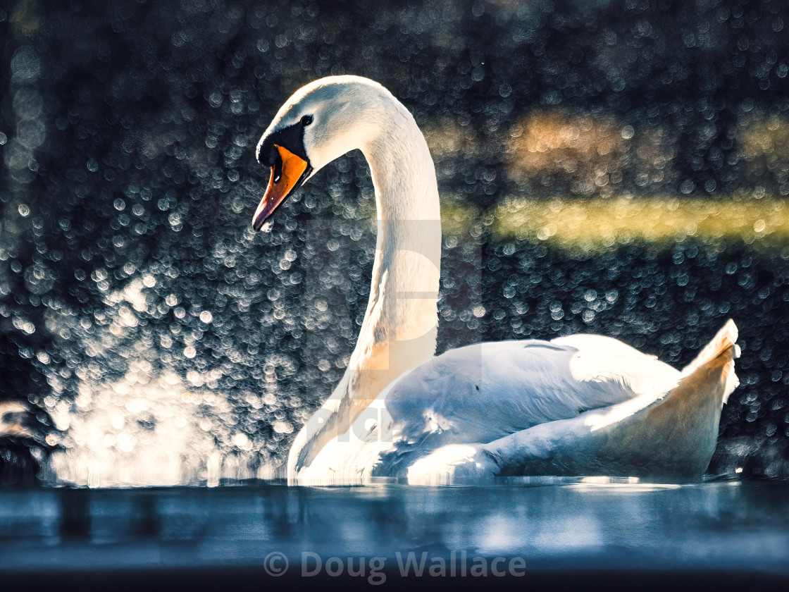 "A Swan in a pond, Cherry Hinton Hall, Cambridge UK." stock image