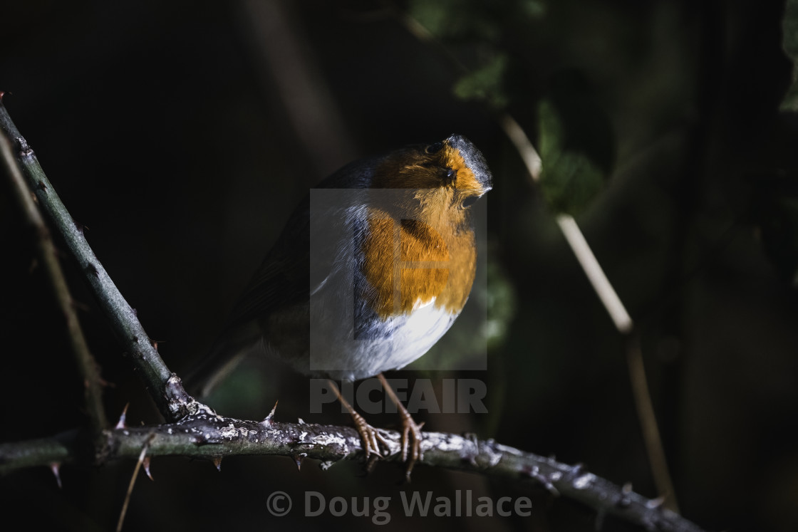 "Robin from Wandlebury, Cambridge UK." stock image