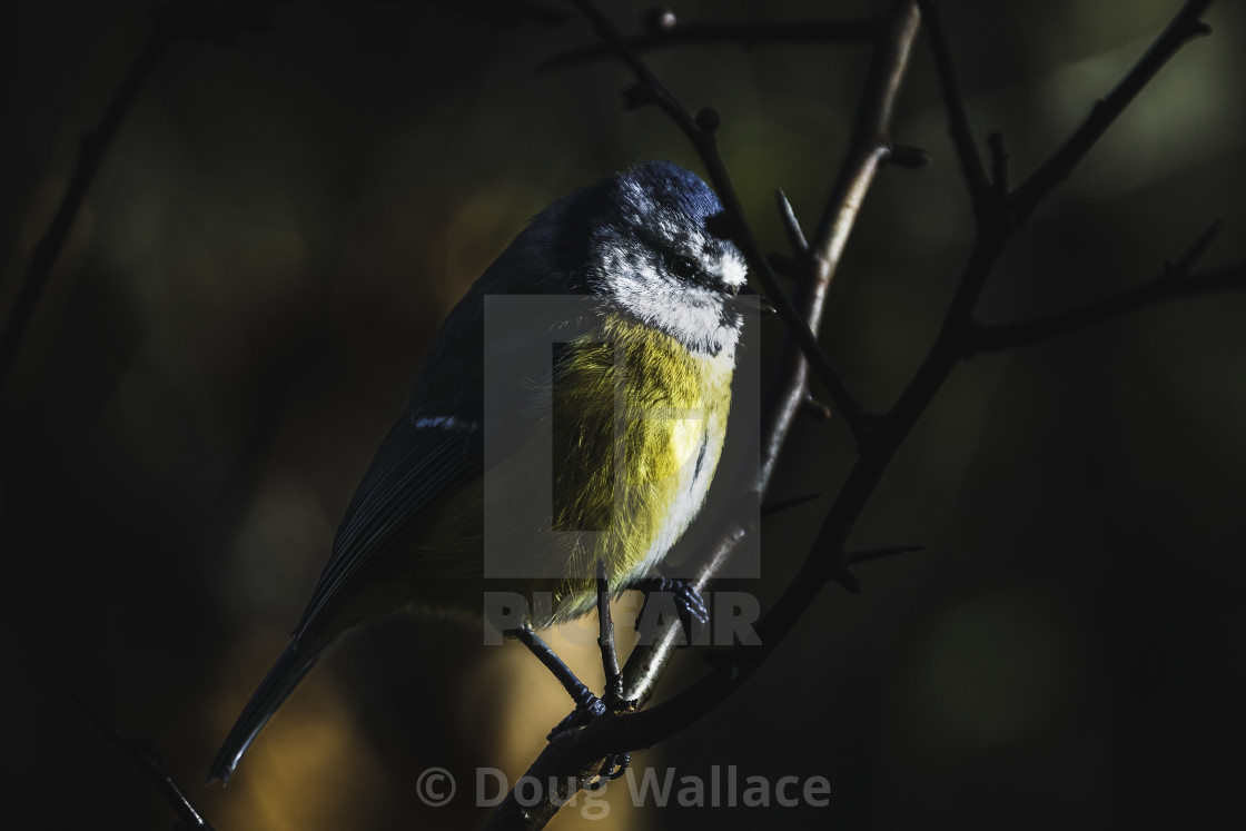 "Blue Tit at dawn, Wandlebury, UK." stock image