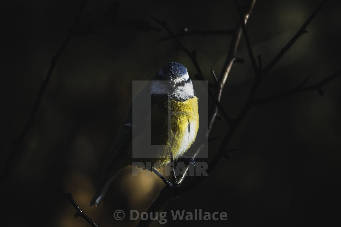 "Blue Tit at dawn, Cambridge UK." stock image