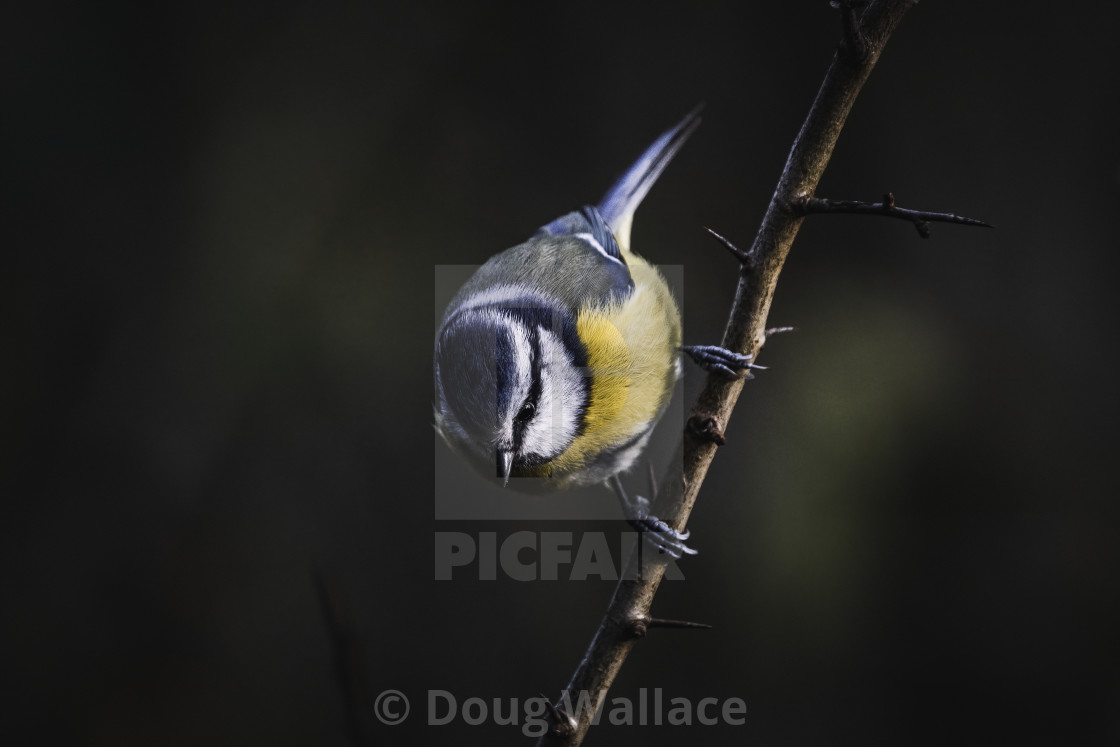 "Blue Tit at dawn, Cambridge UK." stock image