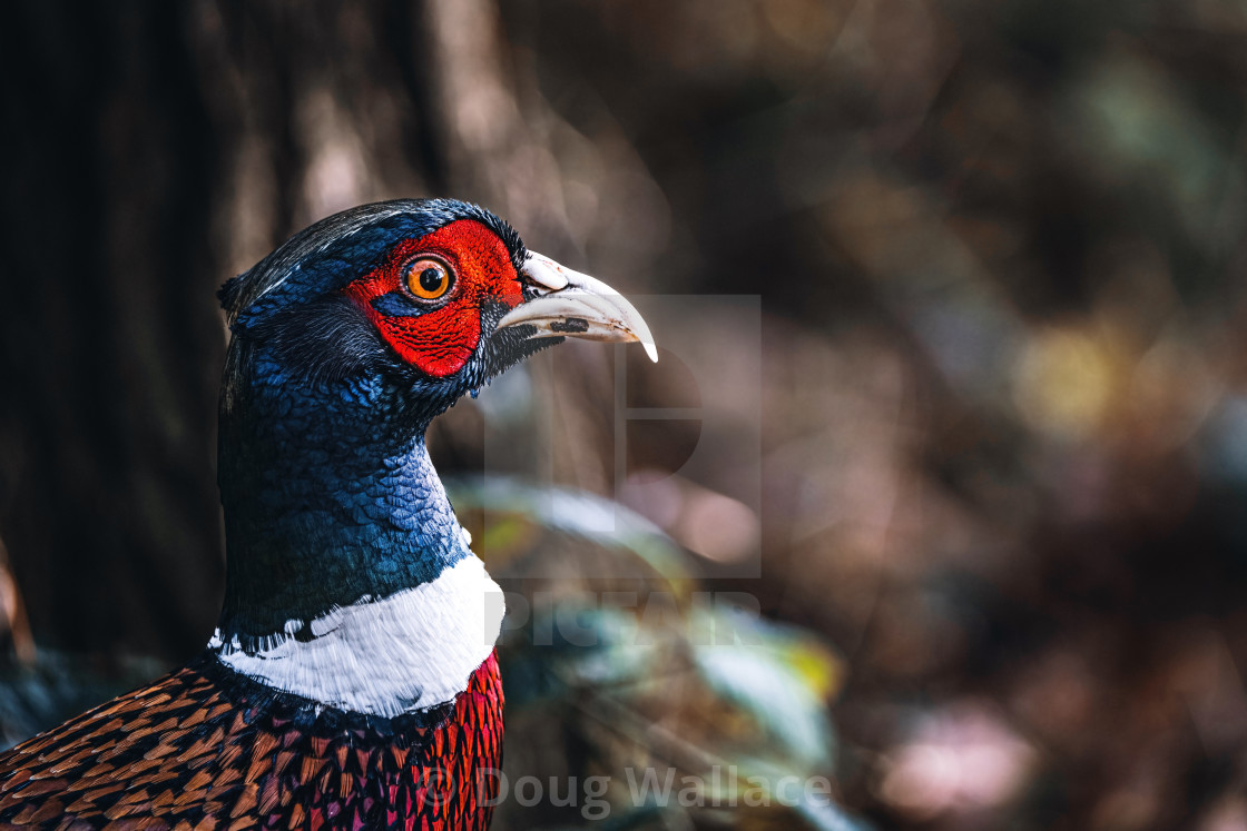 "A foraging Pheasant, Wandlebury, UK." stock image