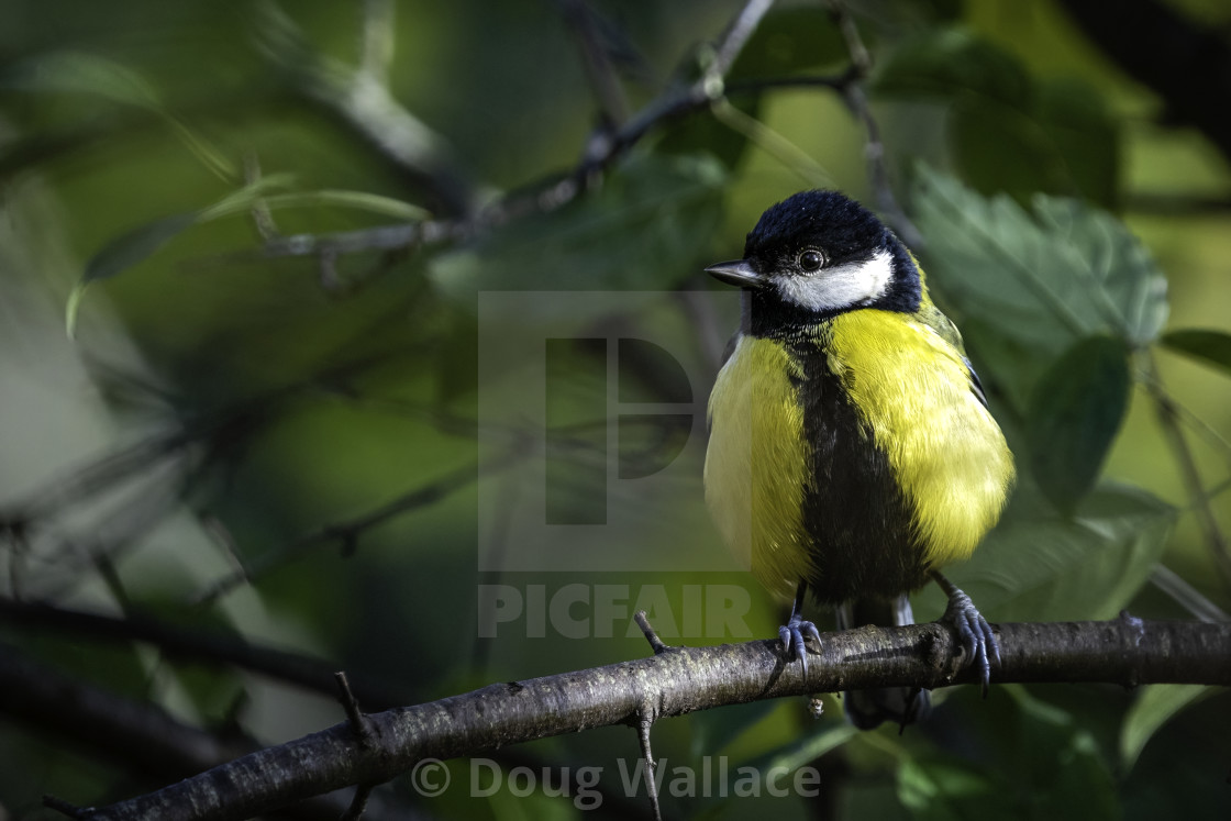 "Great Tit, Wandlebury, Cambridge, UK." stock image