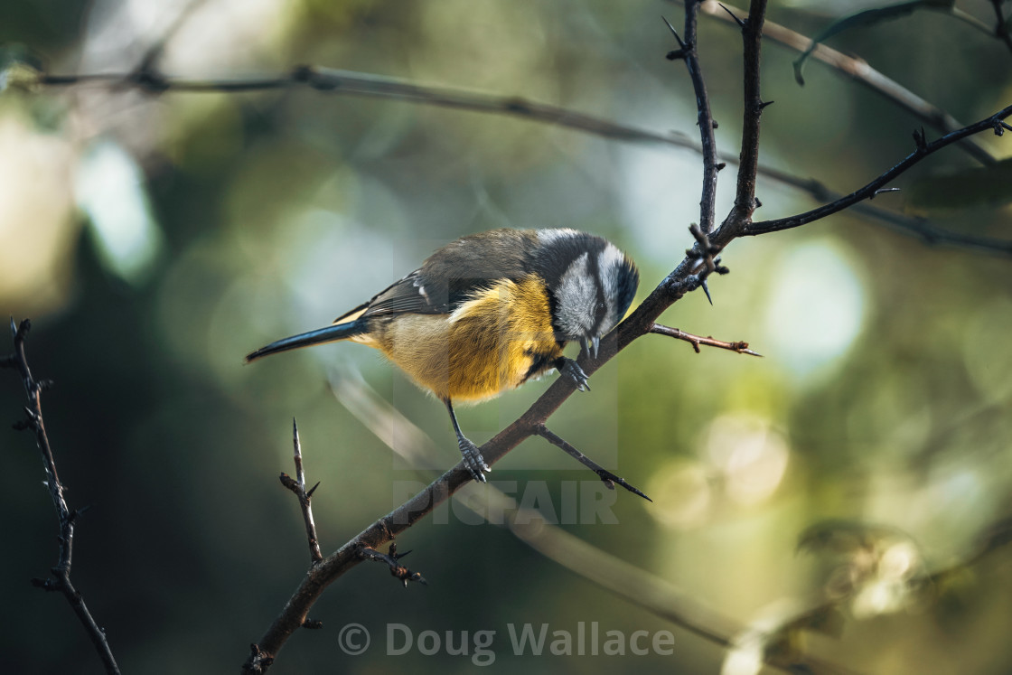 "Great Tit from Wandlebury, Cambridge UK." stock image