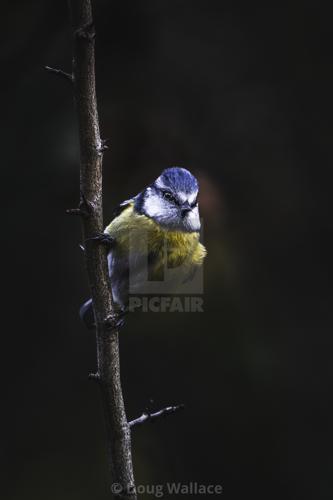 "Blue Tit in early morning light, Wandlebury, Cambridge UK." stock image