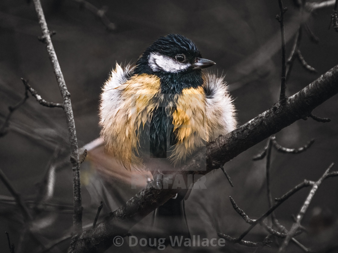 "A baby Great Tit from Wandlebury Woods, Cambridge UK." stock image