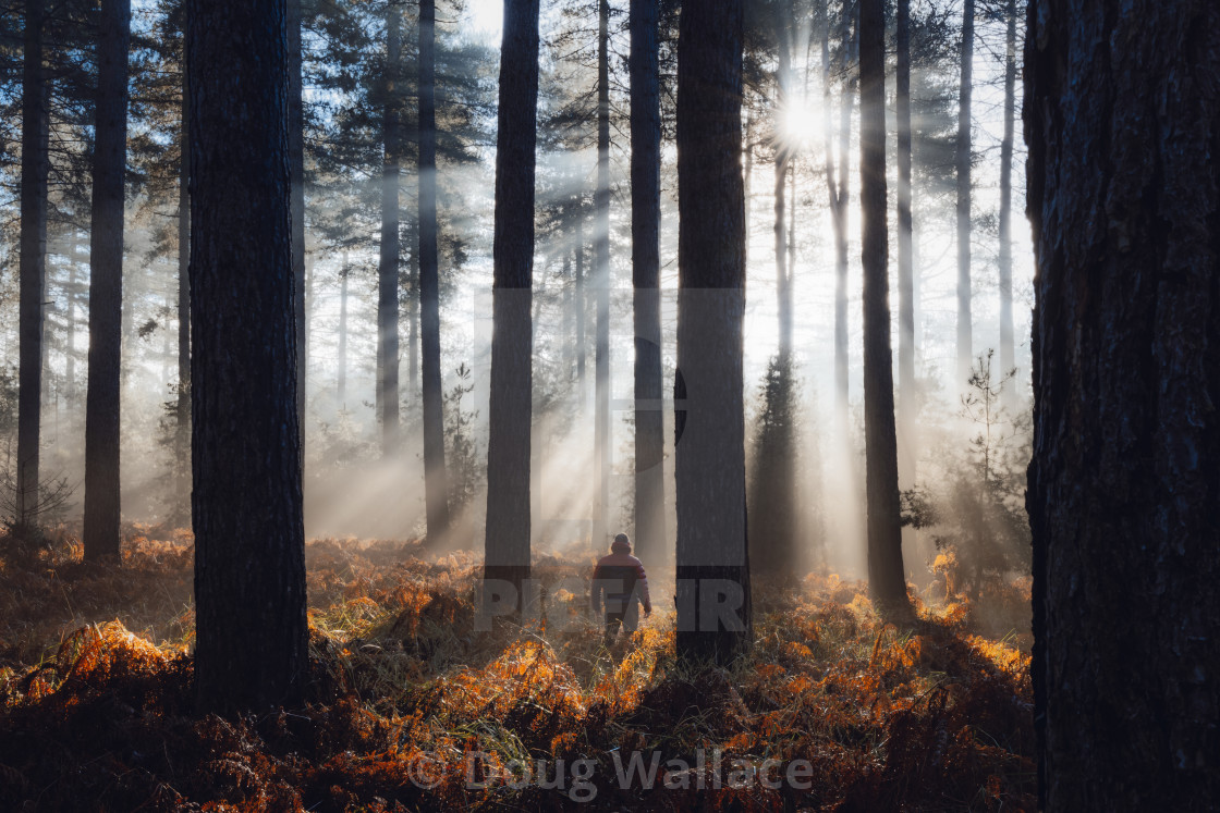 "Foggy sunrise from Thetford Forest, UK." stock image