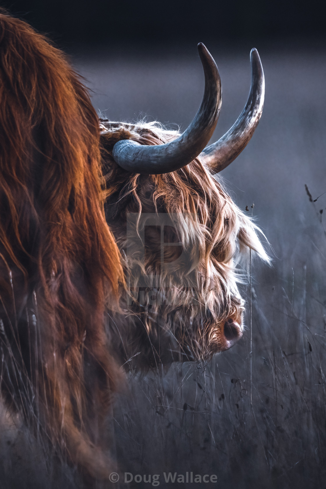 "Highland Cow from Wandlebury Country Park, Cambridge UK." stock image