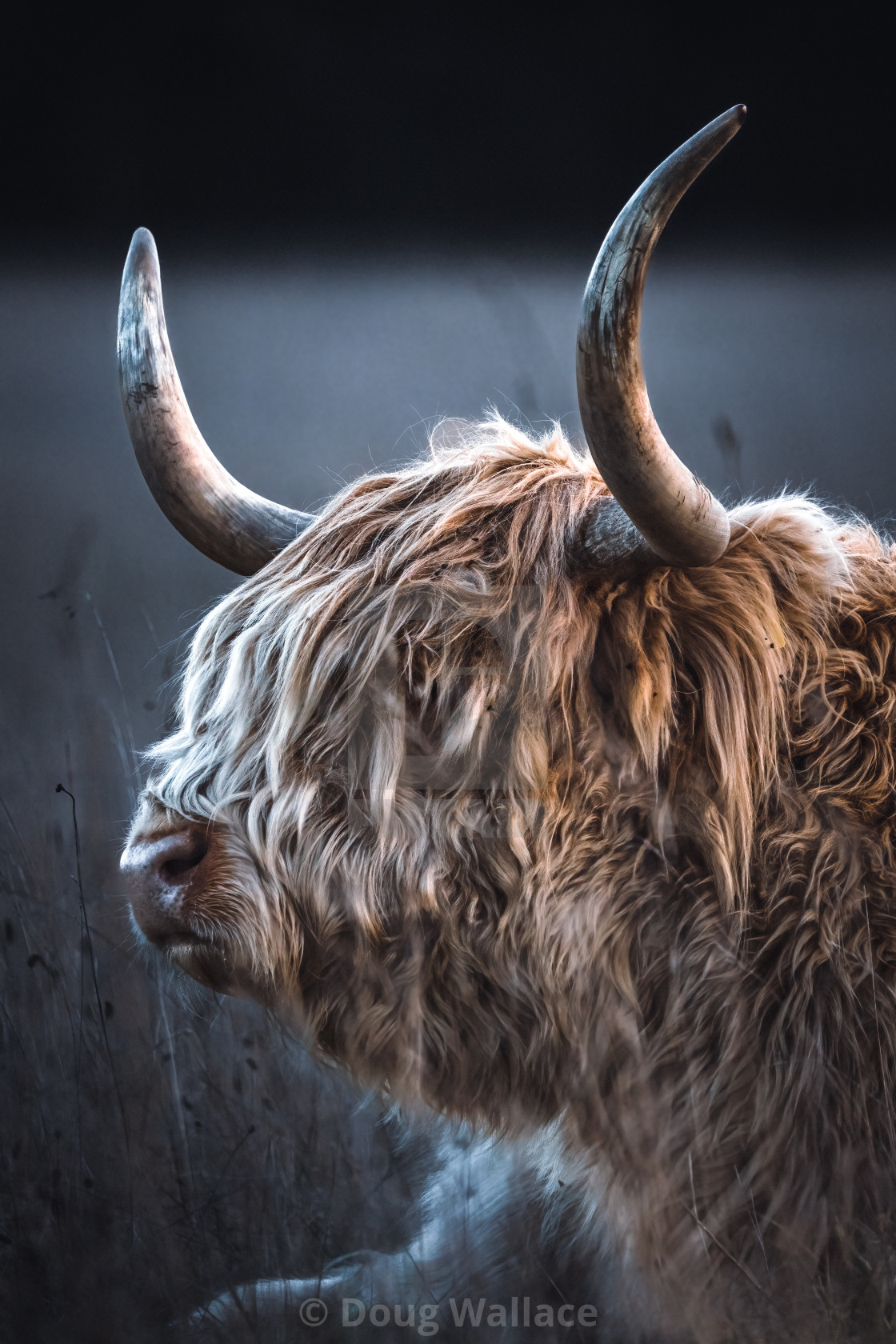 "Highland Cow from Wandlebury Country Park, Cambridge UK." stock image