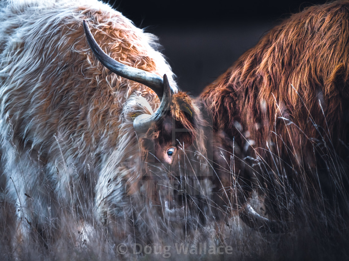 "Highland cattle from Wandlebury Country park, Cambridge UK." stock image