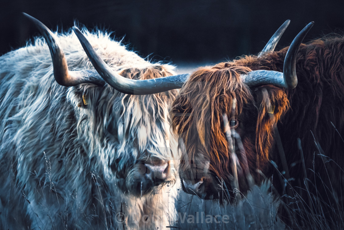 "Highland Cattle from Wandlebury Country Park, Cambridge UK." stock image