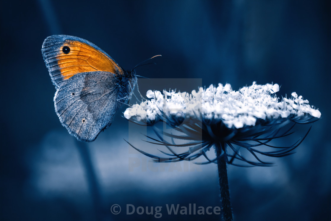 "Small Copper butterfly." stock image