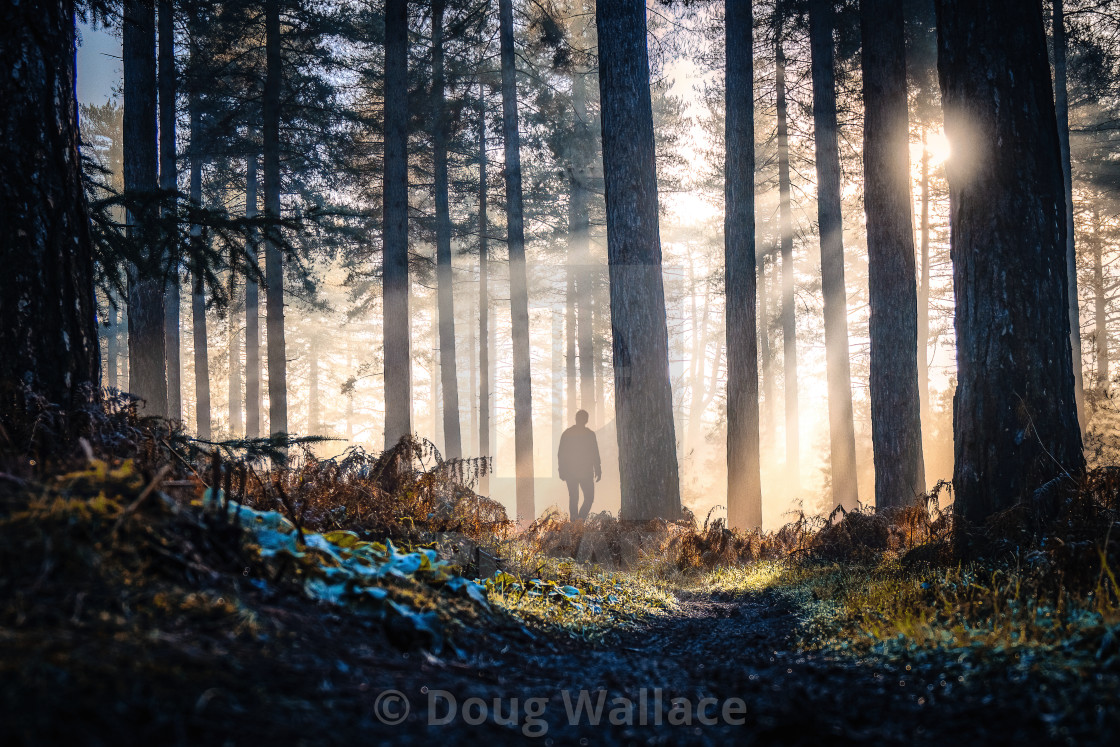 "Foggy Sunrise from Thetford Forest, UK." stock image