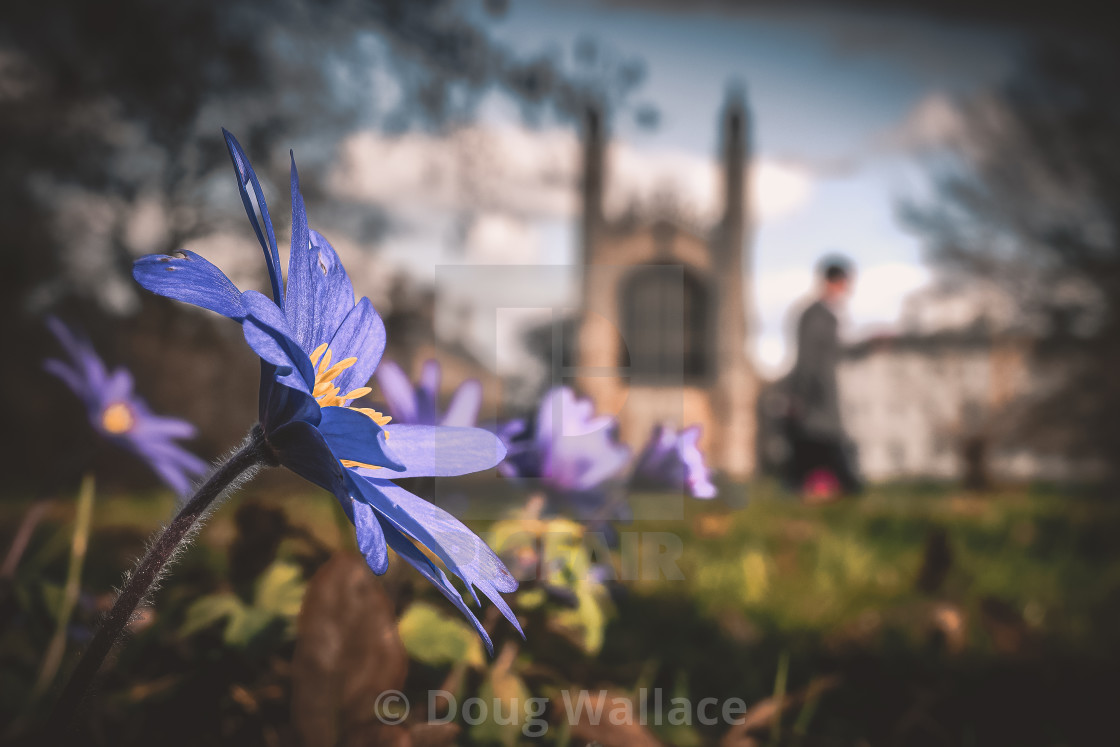 "Spring flowers and King's College Chapel from the Backs, Cambridge UK." stock image