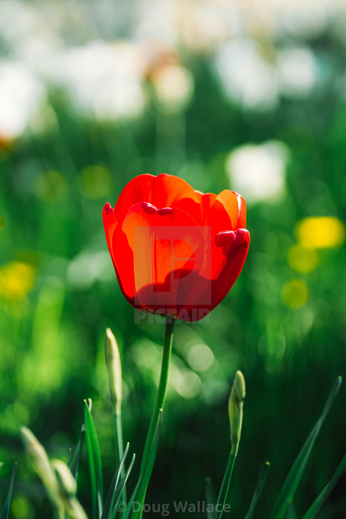 "Tulip from Trinity College gardens, University of Cambridge, UK." stock image