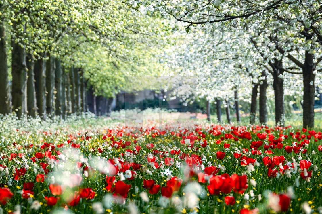 "Tulips from Trinity College gardens, University of Cambridge, UK." stock image