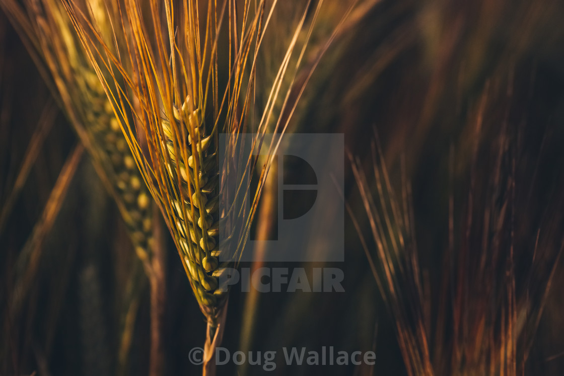 "Corn lit by a golden sunset, Cambridge UK." stock image