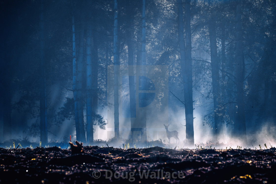 "A foggy morning from Thetford Forest, Brandon UK." stock image