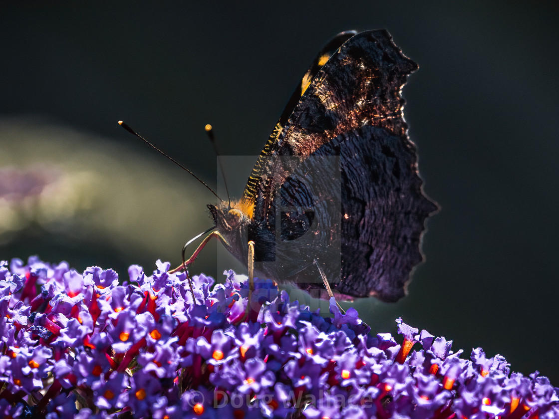 "Red Admiral Butterfly taking a rest, Cambridge UK." stock image