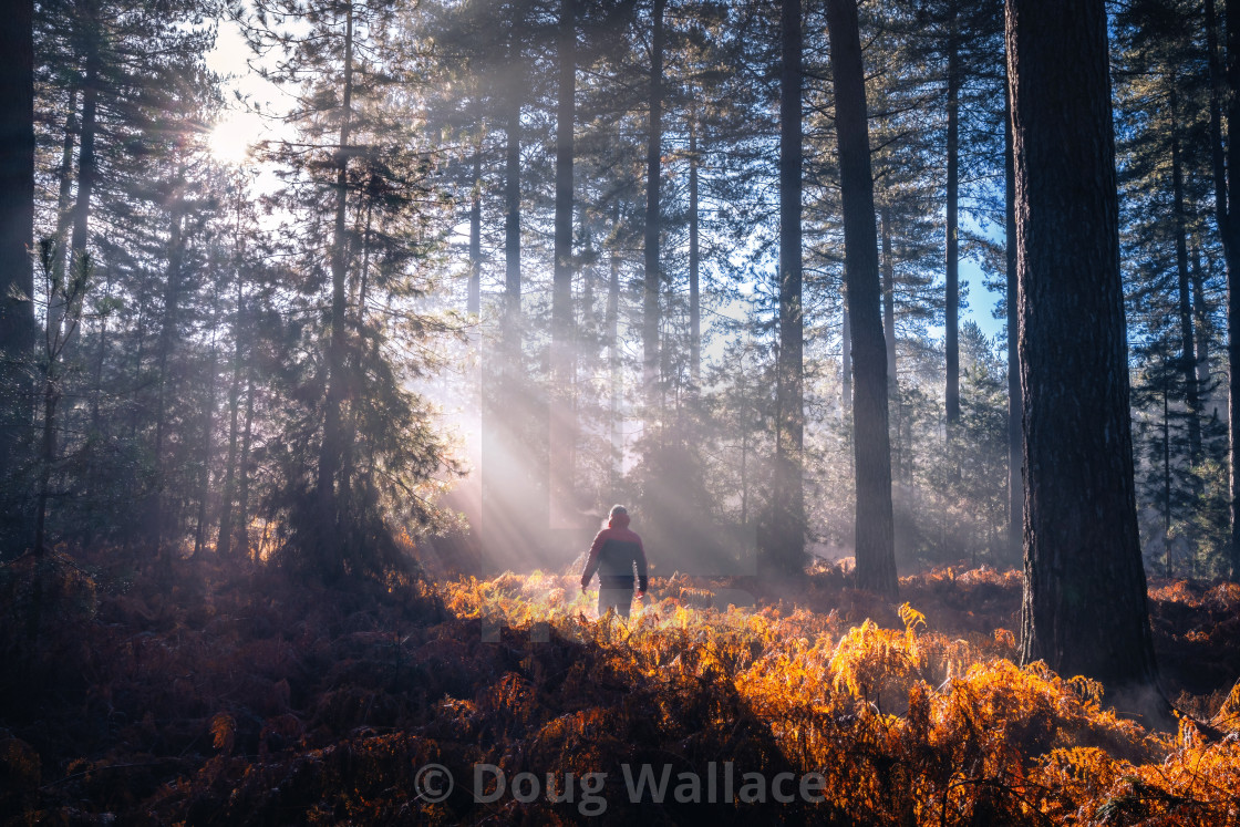 "Atmosphere from Thetford Forest, UK." stock image