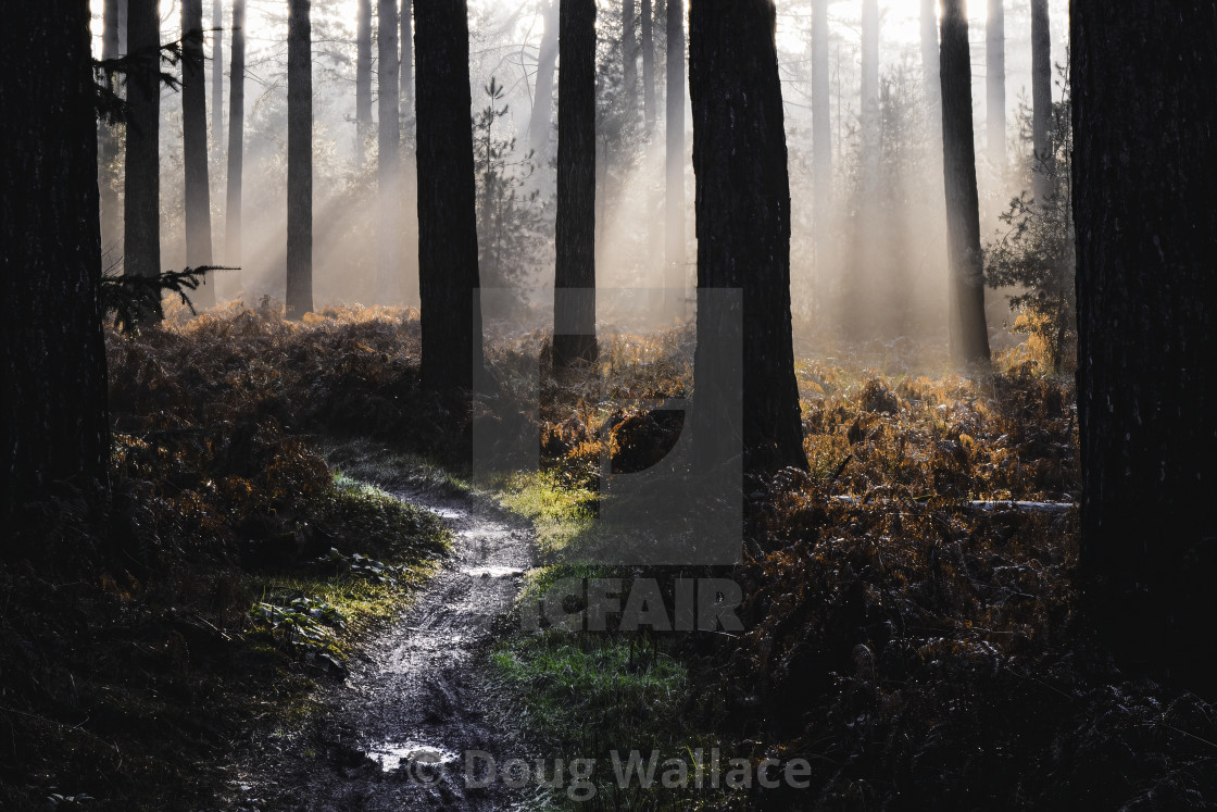 "A lonely path. Thetford Forest, UK." stock image