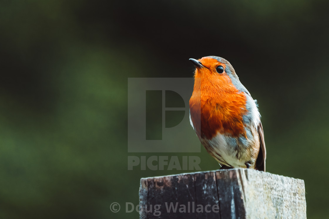 "A resting Robin Redbreast." stock image