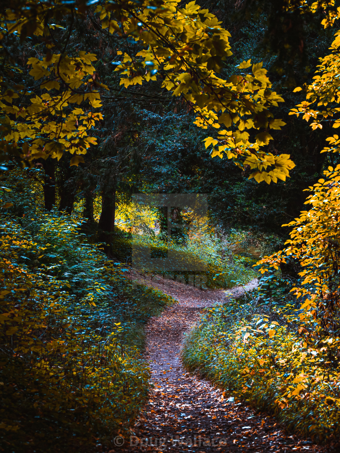 "Autumnal colours from Wandlebury Country Park, Cambridge UK." stock image