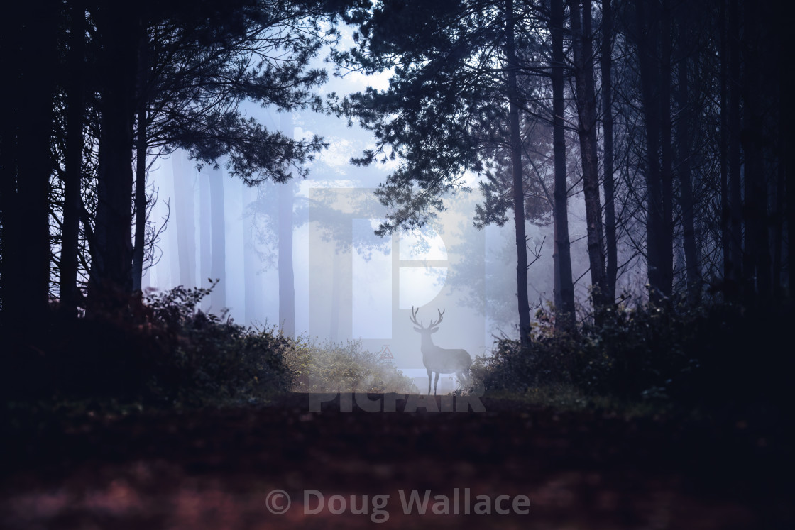 "A Stag in the fog, Thetford Forest, UK." stock image