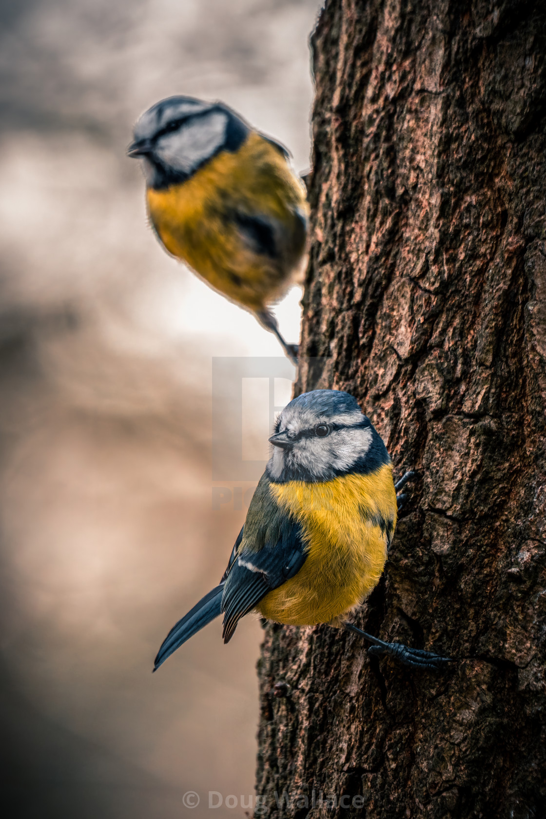 "Blue Tits on a Tree, Wandlebury, Cambridge UK." stock image