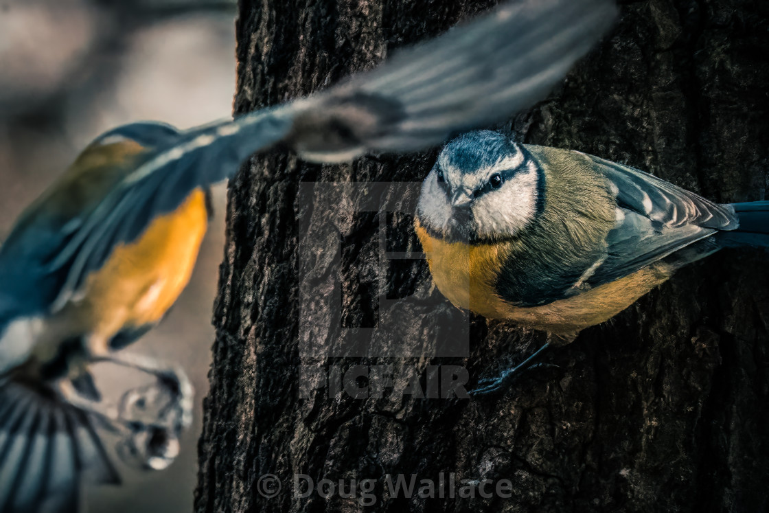 "Blue Tit on a Tree, Wandlebury, Cambridge UK." stock image