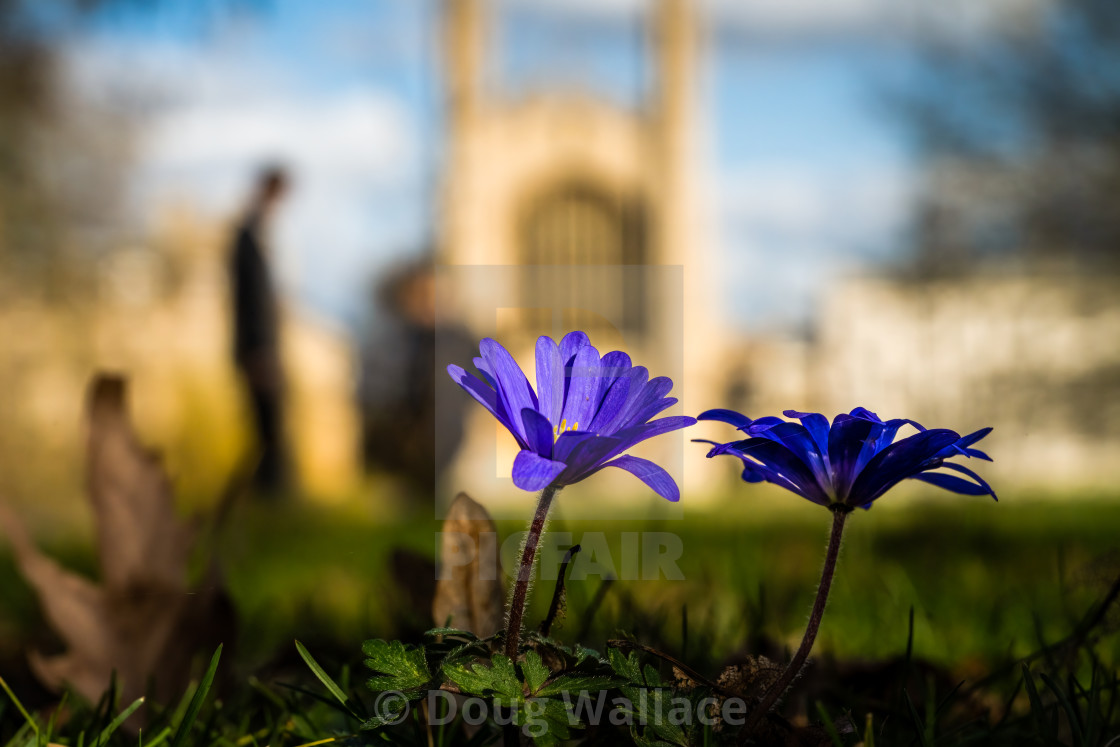 "Spring time from The Backs, Cambridge UK" stock image