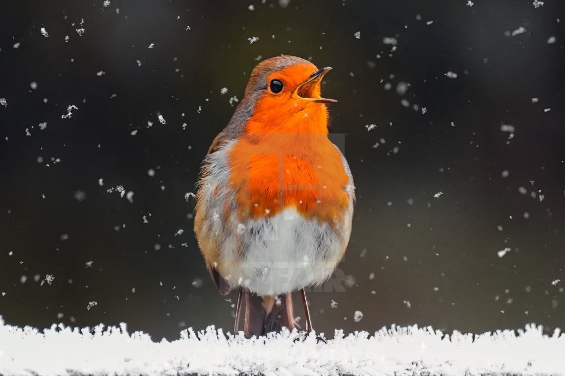 "Robin Red Breast singing in the snow, Cambridge UK." stock image