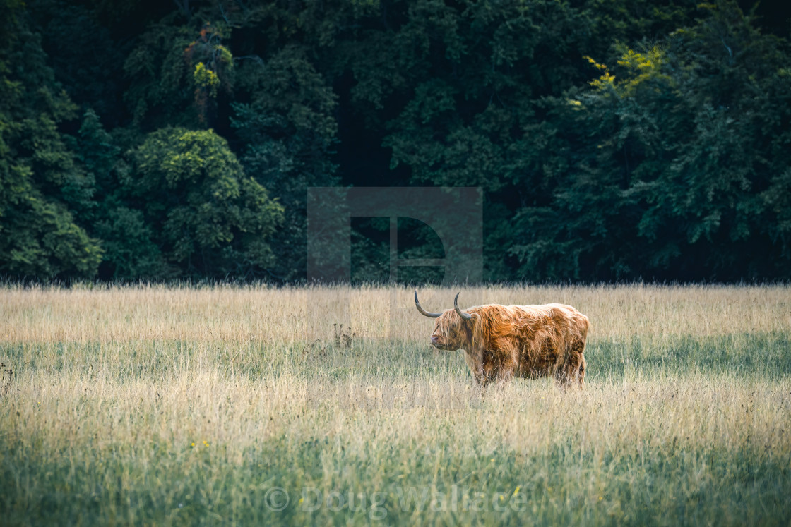 "Highland Cow, Wandlebury Country Park, Cambridge UK." stock image