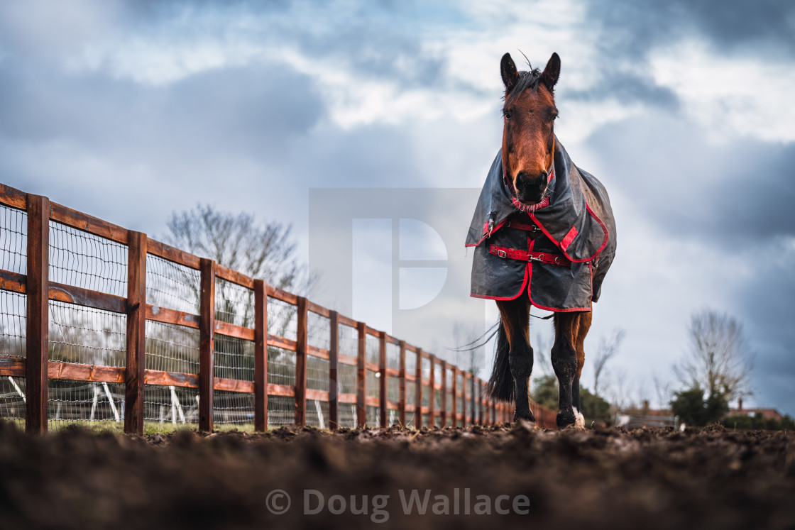 "Horse grazing in a field, Cambridge UK." stock image