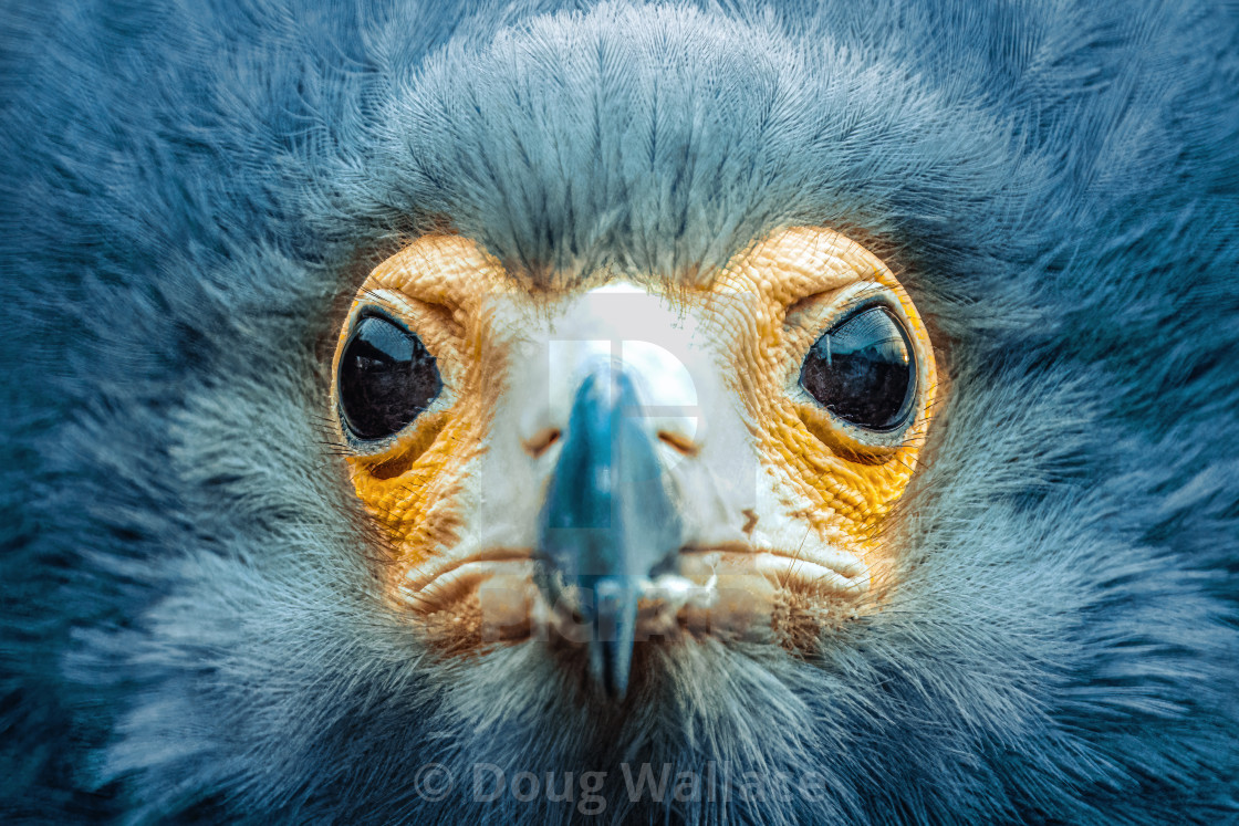 "African Harrier Hawk, Banham Zoo, Norfolk UK." stock image