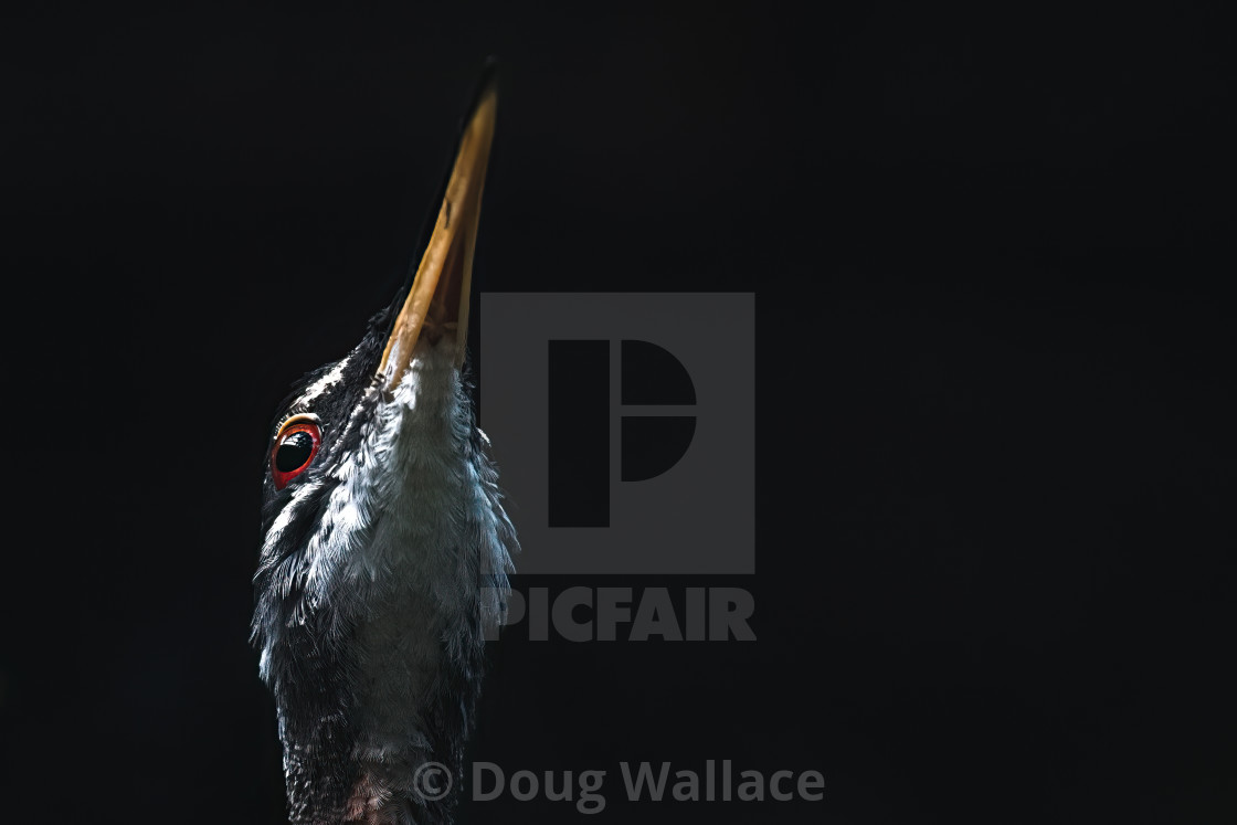 "Russet-naped Wood-Rail, Banham Zoo, Norfolk, UK." stock image