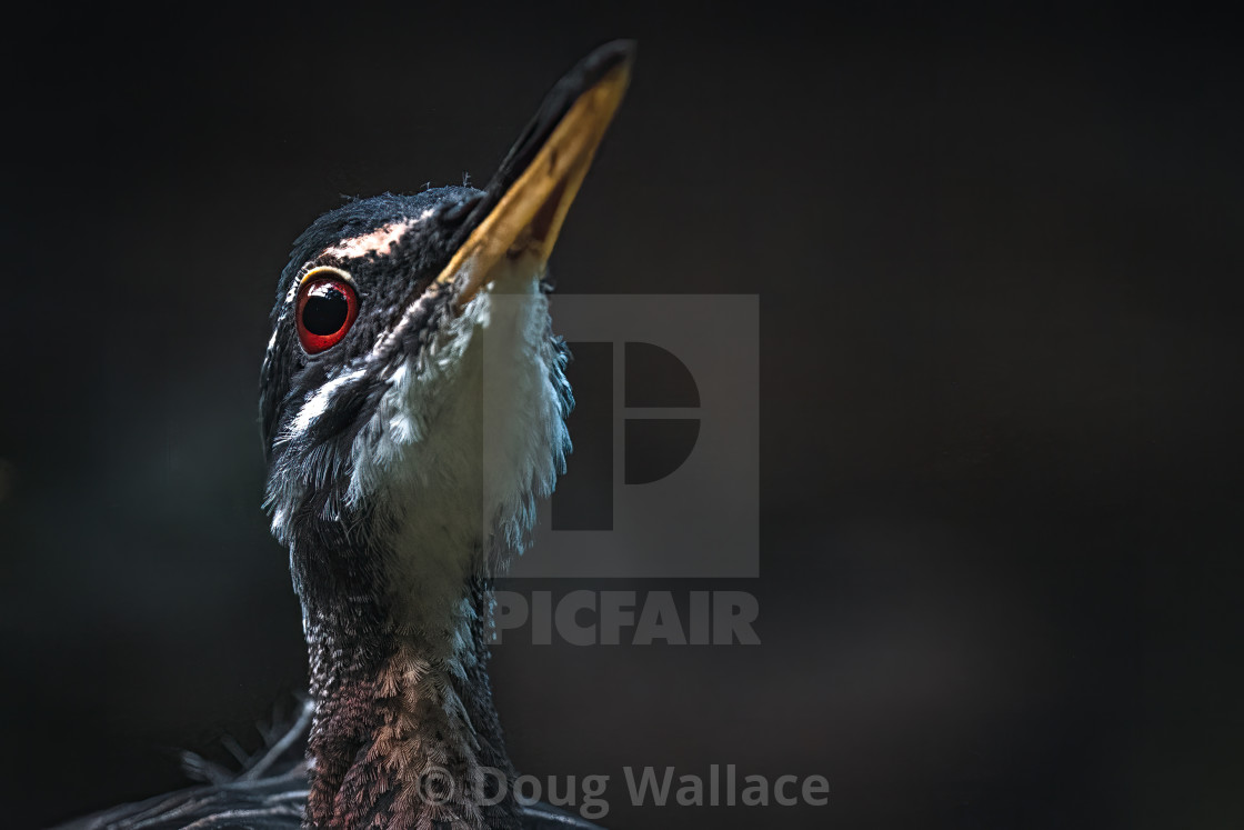 "Russet-naped Wood-Rail, Banham Zoo, Norfolk, UK." stock image