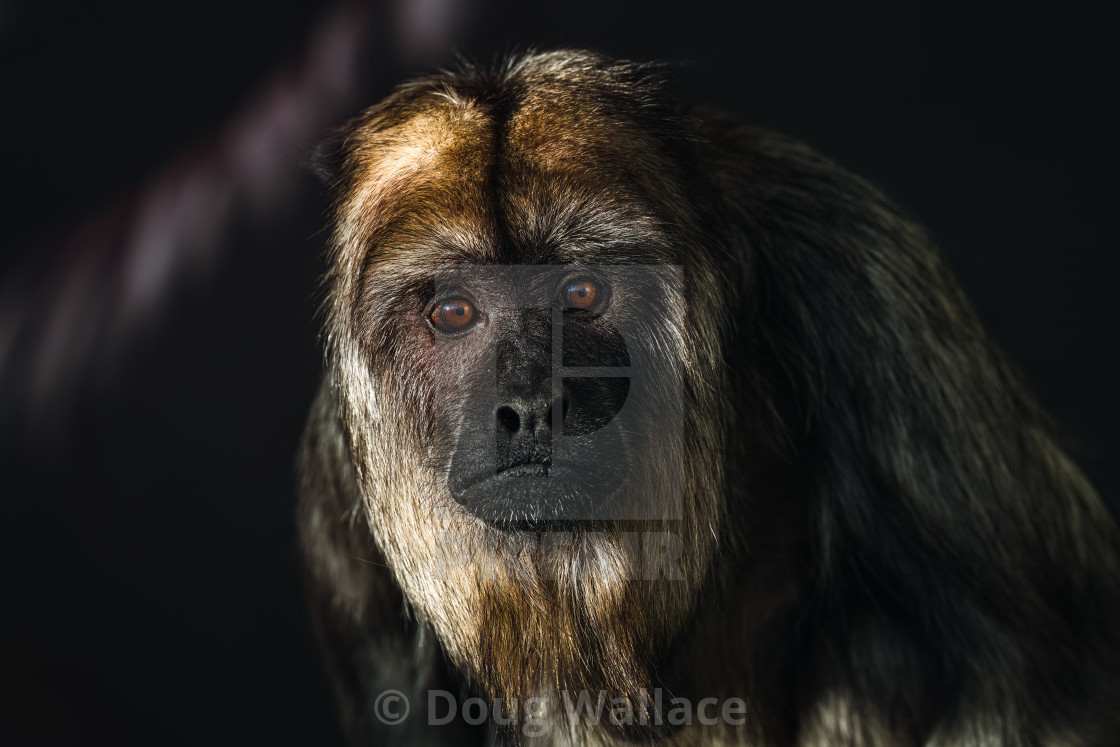 "Black Howler Monkey, Banham Zoo, Norfolk, UK." stock image