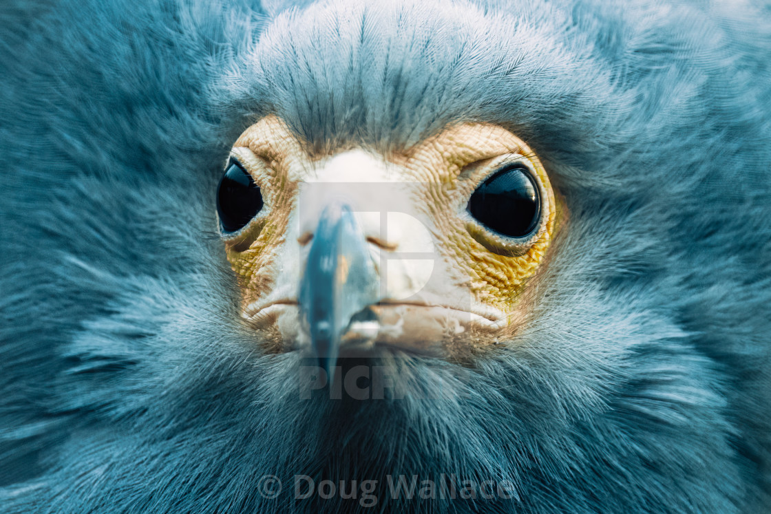 "African Harrier Hawk, Banham Zoo, Norfolk UK." stock image