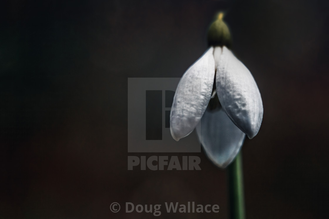 "Snowdrop flower from Wandlebury Country Park, Cambridge, UK." stock image