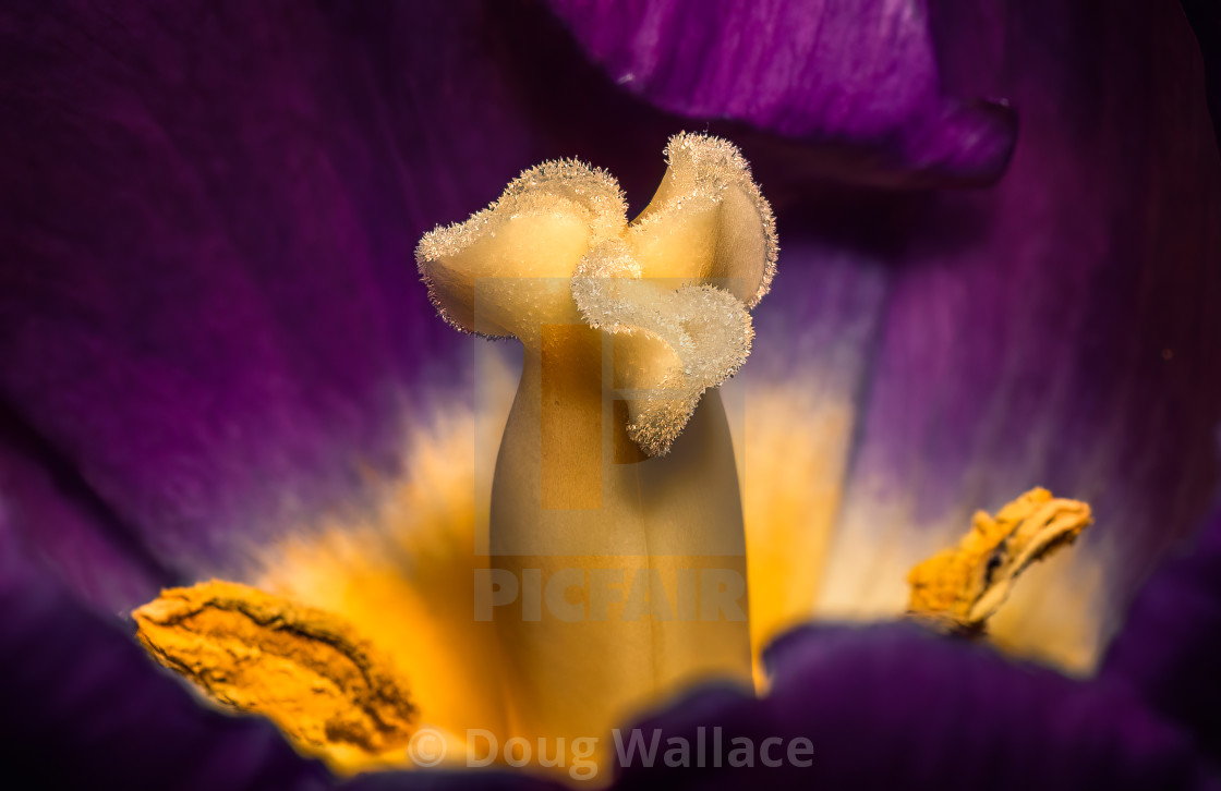 "Tulip stigma in macro." stock image