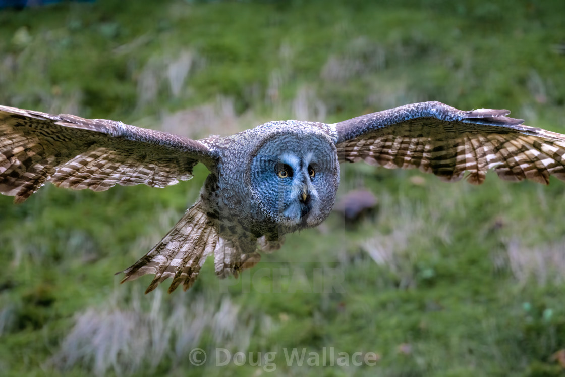 "Great Grey Owl from Banham Zoo, Norfolk UK" stock image